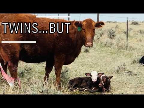 Twins Born on the Ranch… But Mom Rejected One