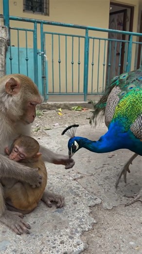 monkey playing with peacock 🦚🦚🦚🦚#monkeyvideo #bandar #viral #funny #monkey
