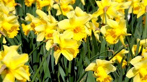 Watch Jonquil Daffodil for Planting on Amazon Live