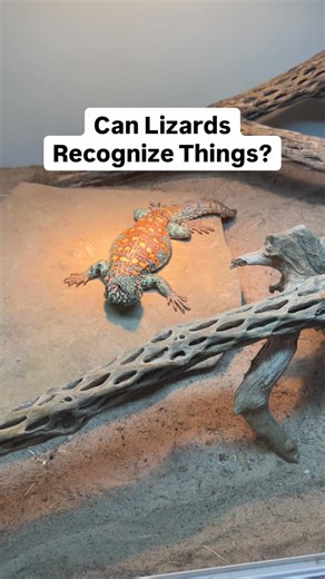 Cedric Sweet on Instagram: "Can lizards recognize places?"