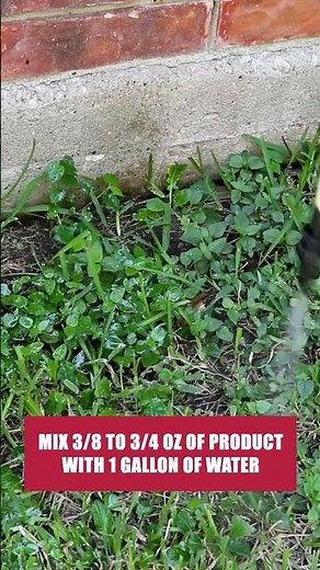 The Quick Guide to Common Lespedeza! [DIY Weed Control]