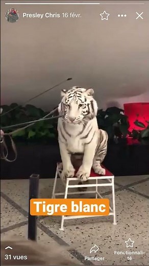 The white tiger seberian / le tigre blanc du Sibérie