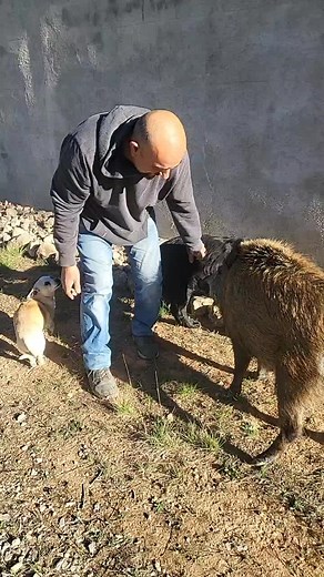 Man's Heartwarming Interaction with a Wild Boar