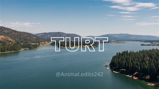 Incredible Turtle Facts and Captivating Edits