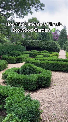 Your garden doesn’t need to be flowering and full of color to make an impact… a classic boxwood garden is a real spectacle of beauty in the way that placing and shaping the plants turns into a true art! Whether you’re growing then In containers, as hedges, or in a unique border along pathways, boxwoods have a way of elevating an outdoor space and just making things feel enchanting. When it comes to cultivating a boxwood garden here are our top tips: 🌿Plan out your spacing keeping your selected 