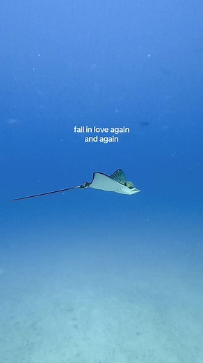 Constantly falling in love 🫶🏼 #marinebiologist #scubadiving #ocean #oceangirly