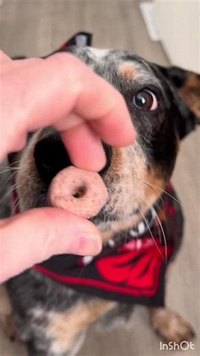 Dogmeat’s new wasteland drip! Save 20% off your Bethesda gear store purchase with code DEATHCLAW20 @Bethesda #fallout #dogmeat #falloutseason2 #dog #falloutmerch