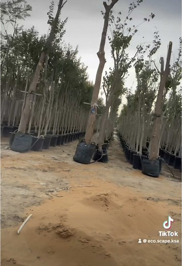 الرياض الخضراء: استكشاف حدائق السعودية