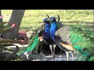 Tranquilizer darts used to remove peacocks on Longboat