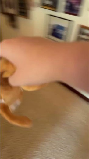 Bro went at the speed of sound