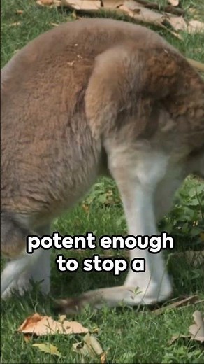 Kangaroos Can Kick THIS Hard 🦘 How Strong is a Kangaroo Kick?