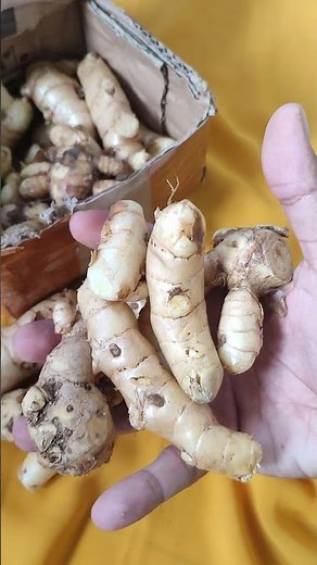 Khasiat Kunyit Putih Untuk Asam Lambung Dan Maag