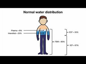 Total Body Water Distribution Explained: Total Body Water, ICF vs ECF, and Clinical Correlations