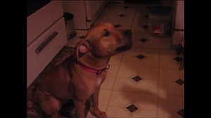 13K views · 244 reactions | Want to hear more talking dogs? Then grab your copies of A Dog's Way Home, A Dog's Purpose and A Dog's Journey--three fantastic novels all narrated by a dog. https://amazon.com/W.-Bruce-Cameron/e/B001HCY7YU/ | A Dog's Purpose | Facebook