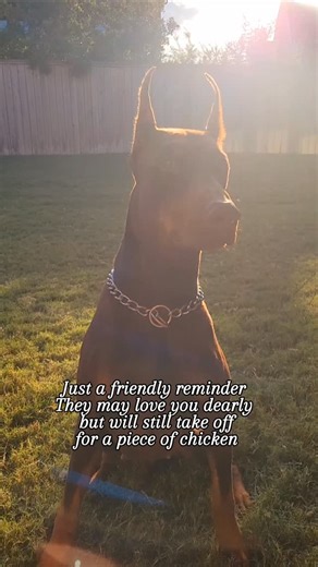 Don't even say Chicken #maximus #dobermansofinstagram #dogs #doberman_featured #dobermansoftexas #doberman #reddoberman #dobie #dobermanpinscher #dogreels | Pretty_Pebbles936