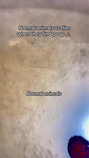 The Hilarious Battle: Normal Animals vs. Flies Over Poop