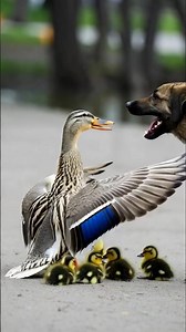 Mother Duck vs Dog 🦆⚠️ | A Brave Stand to Save Her Ducklings #AnimalWarning #Ducklings#YouTubeShorts