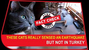 Fact Check: These cats really sensed an earthquake- but not in Turkey