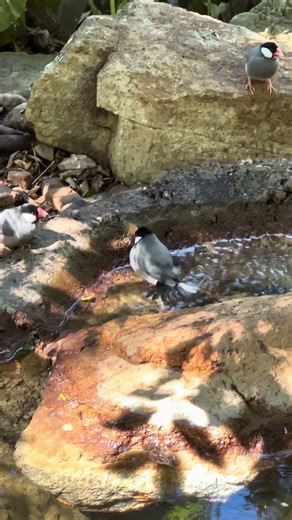 NATIVE INDONESIAN JAVA SPARROWS TAKING A BIRD BATH WASHING PLAYING SPLASHING CHIRPING ANIMAL SHORTS