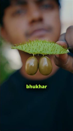 This nut can cure your fever #sagargota #fevernut