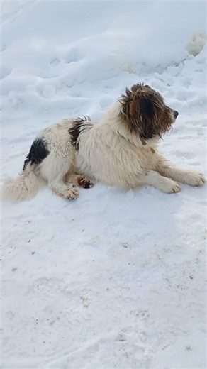 Romanian Mioritic Shepherd: From Sleeping in Snow to Full Zoomies! ❄️🐶#short #funnydogs #mioritic