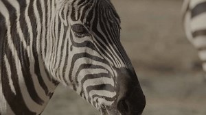 clip-3457656289-extreme-close-zebra-eye