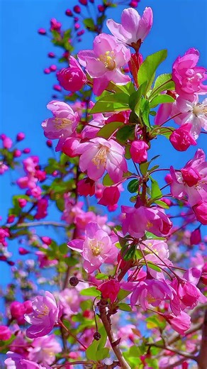 Pink Flowers dancing in spring days. #flower #spring #nature #pinkflower