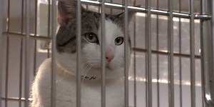 Some Oregon shelters celebrate ‘No-Kill Shelter Month’ with free adoptions