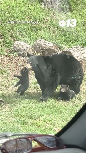 Mama bear wrangles two cubs