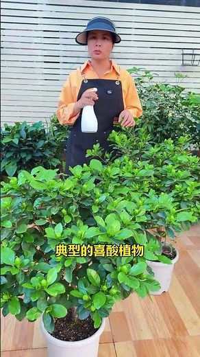 家裏養梔子花，十盆有九盆死，那是因爲你少做了這一步#養花小知識 #花卉綠植 #梔子花 #梔子花養護