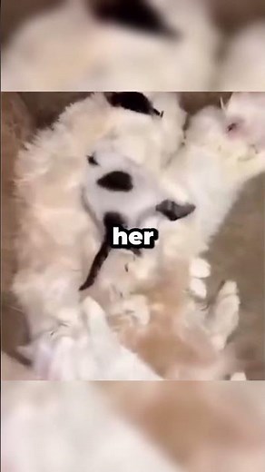 Mother Cat Instantly Adopts Orphaned Kitten ❤️