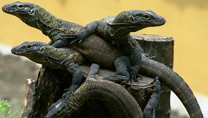 Parthenogenesis: What Is A "Virgin" Birth?