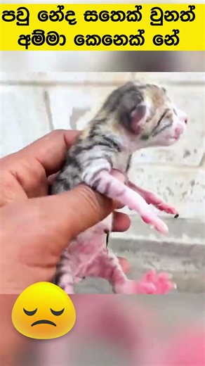 මවු සෙනෙහස බලන්නකෝ එයාගේ #cat #catmom #shorts