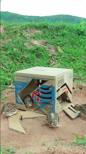 Creative DIY Trap Technique - Best Unique Underground Bird Trap #shorts