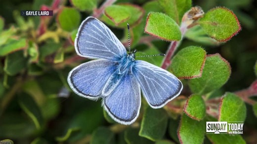 How Scientists Are Reviving San Francisco’s Extinct Blue Butterfly