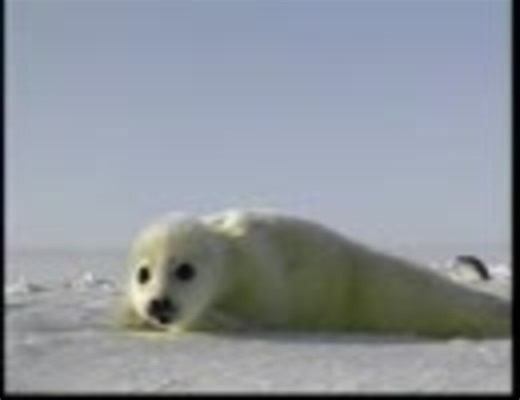 赤ちゃんアザラシ