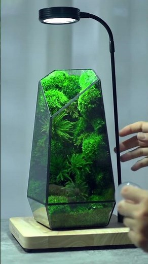 Modern Geometric Nature-Inspired Botanical Terrarium ( # 2072 ) 1️⃣ Product Link in Bio