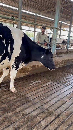 119K views · 4.8K reactions | #cow #dairyfarm #dairy_farming #modern_dairy_farming #modern_agriculture #agricultural_machines #amazing_technology #advance_technology #modern_technolog | Okara Mandi | Facebook