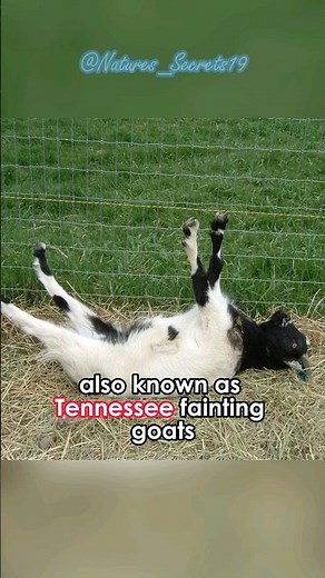 The Fainting Goat | Faint and Funny