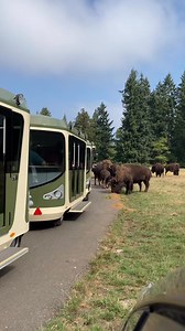 Talk about a traffic jam! 🚋 Our electric tram tour rolled right past our large herd of bison snacking along the road. Guests got an up-close look at these powerful American icons. 🦬 | Northwest Trek Wildlife Park