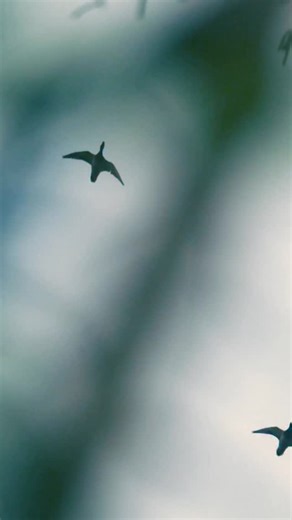 NEW episodes of HOTV are airing weekly! Set your DVR and subscribe to our YouTube channel. Link in bio✅ #HigdonOutdoors #HigdonOutdoorsTV @HigdonOutdoors @HeviShotAmmo @PowerCalls @MOmarsh_sws @OnXhunt @SitkaGear @LeupoldOptics @EmergingMediaProductions | Higdon Outdoors