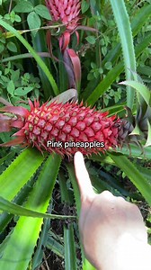 Exotic Fruits: Tried Rollinia & More?