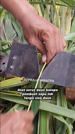 Membuat sapu lidi dengan alat serut daun kelapa tanpa sisa daun #sapu #sapulidi #alatsederhana