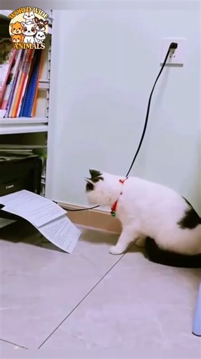 😸 CURIOUS Cat Trouble! 😂 | Funny Cat Moments | ‪@wwianimals.official‬
