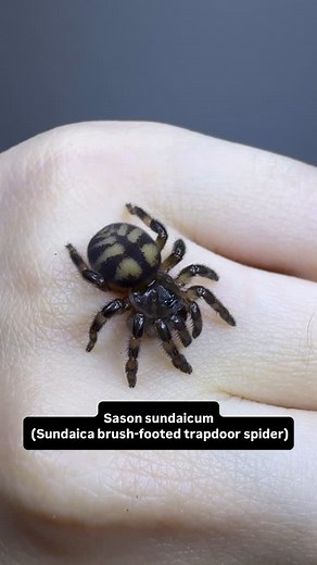 Buddha Bugs on Instagram: "Sason sundaicum is a small mygalomorph native to Thailand and Malaysia. Species in this genus build trapdoor burrows on bark, very similar to Typhochlaena sp. They belong to the Barychelidae family, commonly known as brush-footed trapdoor spiders. Barychelids are distinguished by their well-developed scopulae and tufted tarsal claws, enabling them to construct traps and climb smooth surfaces, including glass, like tarantulas. In fact, the Barychelidae are evolutionaril