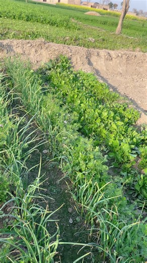 samina ch Tutorials (@saminchtutorial)’s videos with original sound - Amar_Gujjar_009