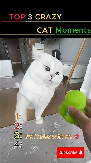 Top 3 crazy CAT moments