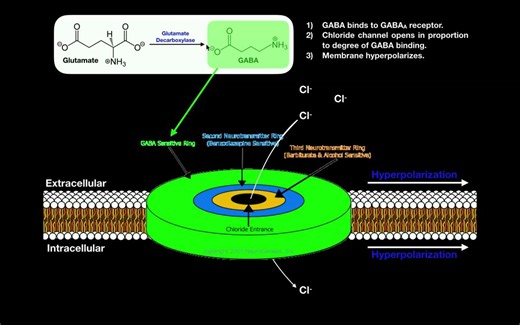 The Mechanism of Benzodiazepines The GABA Receptor and Allosteric Modulation