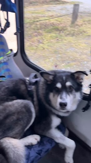 8.7K views · 1.4K reactions | Dogs eating snacks on the bus after their walk #dogwalker #dogs #dogseating #asmr #alaska | Mo Mountain Mutts | Facebook