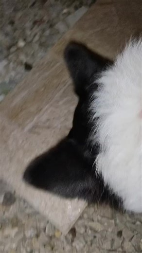 Video di Pennywise music Tim curry (@cosplaytimcurrymusic) con suono originale - Pennywise music Tim curry